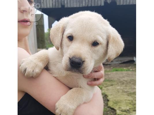 PoulaTo: Labrador retriever